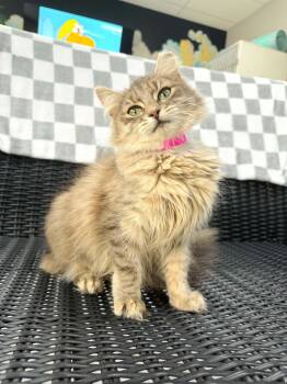 Dizzy -  Domestic Long Hair Cat for Adoption in Tavares, Florida - Dizzy | PetCurious