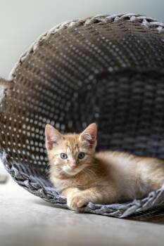 Biscotti -  Domestic Medium Hair Cat Available for Adoption in Milton, Georgia - Biscotti | PetCurious