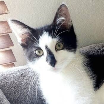 Rescue Domestic Short Hair Cats for Adoption in Chicago, Illinois - Misty (aka Tic) | PetCurious
