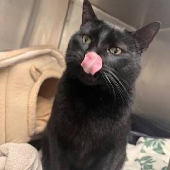 Pat -  Domestic Short Hair Cat for Adoption in Worcester, Massachusetts - Pat | PetCurious