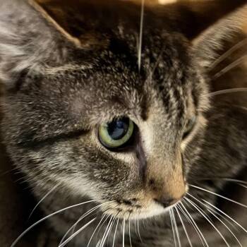 Tank Tank -  Domestic Short Hair Cat for Adoption in Philadelphia, Pennsylvania - Tank Tank | PetCurious