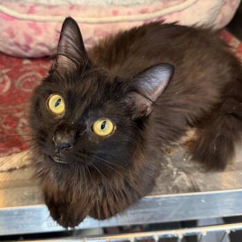 Pete the Cat CM -  Domestic Long Hair Cat for Adoption - Pete The Cat CM | PetCurious