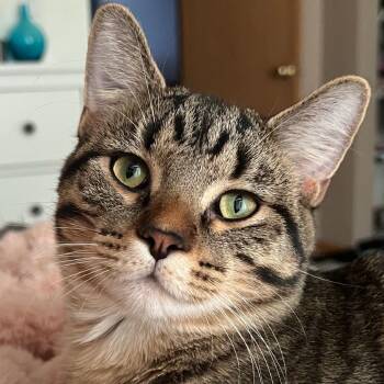 Moose - Home to Home -  Domestic Short Hair Cat for Adoption in South Elgin, Illinois - Moose - Home To Home | PetCurious