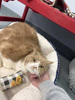 Domestic Short Hair Cats Available for Adoption in Trenton, Maine - Big Mac | PetCurious