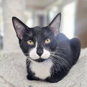 Rescue Domestic Short Hair Cats for Adoption in Laredo, Texas - Oreo | PetCurious