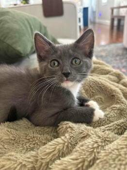 Blanche -  Domestic Short Hair Cat for Adoption in Columbia, South Carolina - Blanche | PetCurious