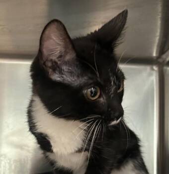 Poppy -  Domestic Short Hair Cat for Adoption in Golden, Colorado - Poppy | PetCurious