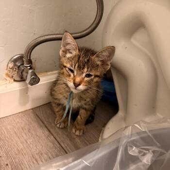 Frito -  Domestic Short Hair Cat for Adoption in Vallejo, California - Frito | PetCurious