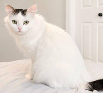 TEMORA -  Domestic Medium Hair Cat for Adoption in Delhi, Ontario - TEMORA | PetCurious