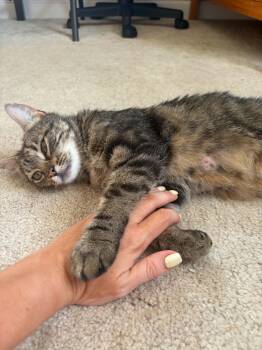 Selma -  Domestic Short Hair Cat for Adoption in Worcester, Massachusetts - Selma | PetCurious