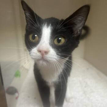 Rue -  Domestic Short Hair Cat for Adoption in Dallas, Texas - Rue | PetCurious