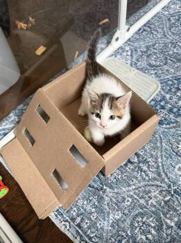Nori -  Domestic Short Hair Cat for Adoption in New York, New York - Nori | PetCurious