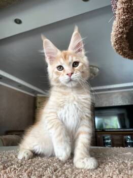 Rescue Maine Coon Cats for Adoption in Dallas, Texas - Nellie | PetCurious