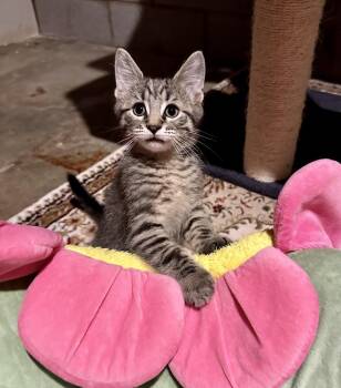 Owl -  Domestic Short Hair Cat for Adoption in Greensboro, North Carolina - Owl | PetCurious