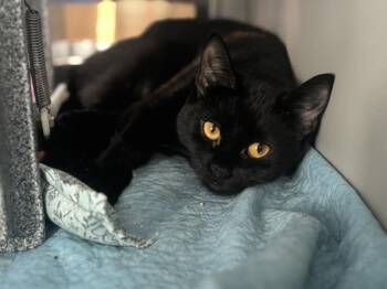 Linda -  Domestic Short Hair Cat for Adoption - Linda | PetCurious