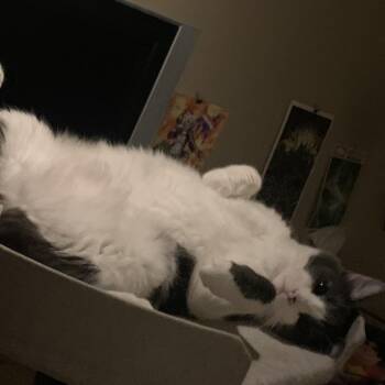 Benito -  Domestic Short Hair Cat for Adoption in Las Vegas, Nevada - Benito | PetCurious