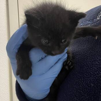 Peach -  Domestic Short Hair Cat Available for Adoption in Harrisonburg, Virginia - Peach | PetCurious