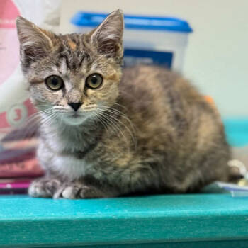 Rescue Domestic Short Hair Cats for Adoption in Asheville, North Carolina - Ivy | PetCurious