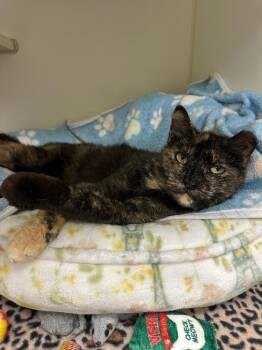 Domestic Short Hair Cats Available for Adoption in Johnson City, Tennessee - Molly (n Roan) | PetCurious