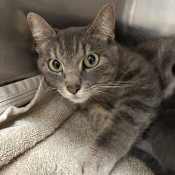 Domestic Short Hair Cats Available for Adoption in Leander, Texas - Betty | PetCurious