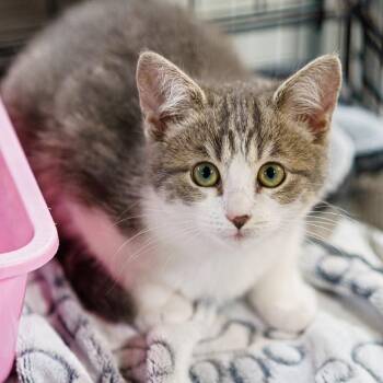 Domestic Short Hair Cats Available for Adoption - Clover | PetCurious