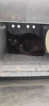 Elphie -  Domestic Short Hair Cat for Adoption in Athens, Tennessee - Elphie | PetCurious
