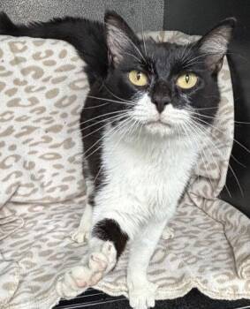 7093 (Biscutis) -  Domestic Short Hair Cat for Adoption in Lake City, Michigan - 7093 (Biscutis) | PetCurious