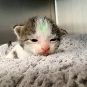 Riviera -  Domestic Short Hair Cat for Adoption in West Palm Beach, Florida - Riviera | PetCurious
