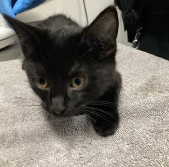 Stanley -  Domestic Short Hair Cat for Adoption in Winnipeg, Manitoba - Stanley | PetCurious