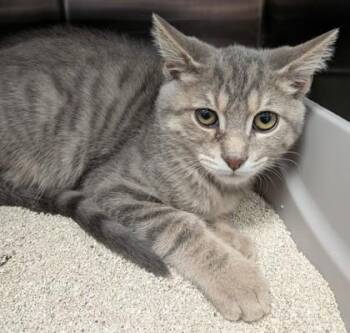 Badger -  Domestic Short Hair Cat for Adoption in Fishers, Indiana - Badger | PetCurious