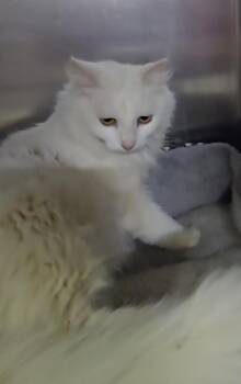 Domestic Long Hair Cats Available for Adoption in Pahrump, Nevada - Blanca | PetCurious