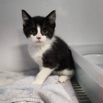 Rescue Domestic Short Hair Cats for Adoption in Monroe, Michigan - Ziggy | PetCurious