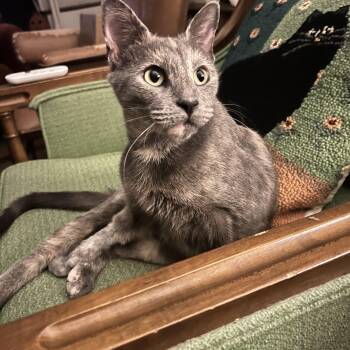 Tilly -  Domestic Short Hair Cat for Adoption in Philadelphia, Pennsylvania - Tilly | PetCurious