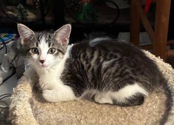 Rescue Domestic Short Hair Cats for Adoption in Powdersville, South Carolina - Houdini | PetCurious