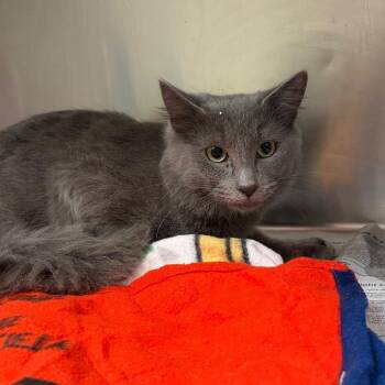 Goofy -  Domestic Short Hair Cat for Adoption in Milton, Florida - Goofy | PetCurious