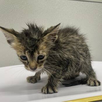 Thor -  Domestic Short Hair Cat for Adoption in Tampa, Florida - Thor | PetCurious