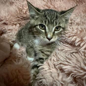 Vhagar -  Domestic Short Hair Cat for Adoption in Lancaster, Ohio - Vhagar | PetCurious