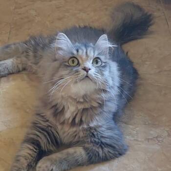 Maya -  Siberian and Persian Cat for Adoption in Brampton, Ontario - Maya | PetCurious