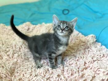 Dali (BOTTLE BABY) 7 weeks old -  Domestic Short Hair Cat for Adoption in Port Orange, Florida - Dali (BOTTLE BABY) 7 Weeks Old | PetCurious