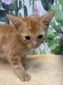 SIMBA -  Domestic Short Hair Cat Available for Adoption in Tracy, California - SIMBA | PetCurious