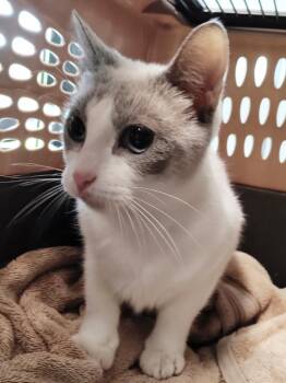 Sparkle -  Siamese Cat for Adoption in Clarksville, Tennessee - Sparkle | PetCurious
