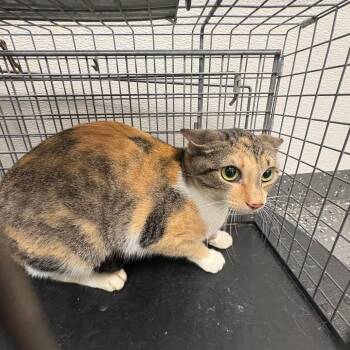 Fractious Ghoul -  Domestic Short Hair Cat for Adoption in Columbiana, Alabama - Fractious Ghoul | PetCurious