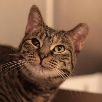 Malableu -  Domestic Short Hair Cat for Adoption in Philadelphia, Pennsylvania - Malableu | PetCurious