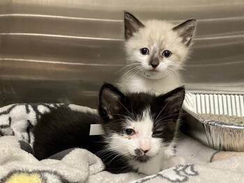 MOCHI -  Snowshoe Cat for Adoption in Tustin, California - MOCHI | PetCurious