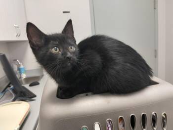 Tormenta -  Domestic Short Hair Cat for Adoption in Hamilton, Ontario - Tormenta | PetCurious