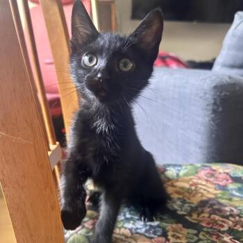 Boby -  Domestic Short Hair Cat for Adoption in Los Angeles, California - Boby | PetCurious