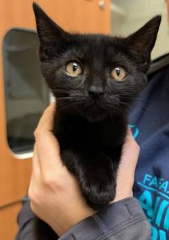 Beast Boy -  Domestic Short Hair Cat for Adoption in Fairfax, Virginia - Beast Boy | PetCurious