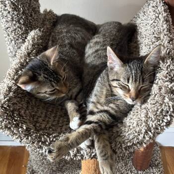Rescue Domestic Short Hair Cats for Adoption in Canton, Massachusetts - Dale & Brennan | PetCurious