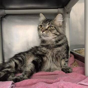 Classic Roast -  Domestic Medium Hair Cat for Adoption in Troy, Virginia - Classic Roast | PetCurious