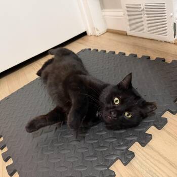 Domestic Short Hair Cats Available for Adoption - Chene 0424 | PetCurious